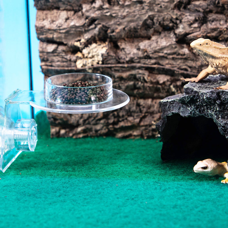 Acrylic Crawling Pet Feeding W - Water Dish Reptile บทวิจารณ์และราคา