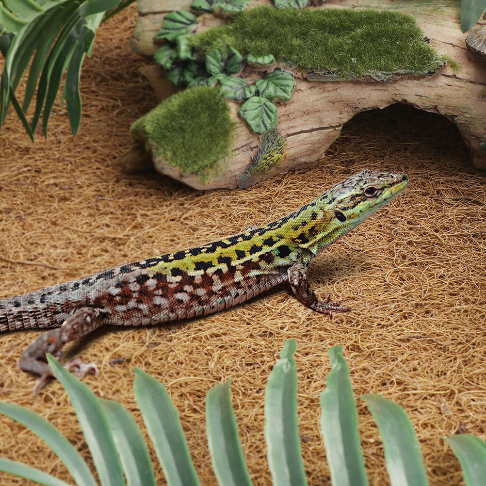 Coconut Fiber Reptile Mat Non- - Substrate Coconut Fiber บทวิจารณ์และราคา
