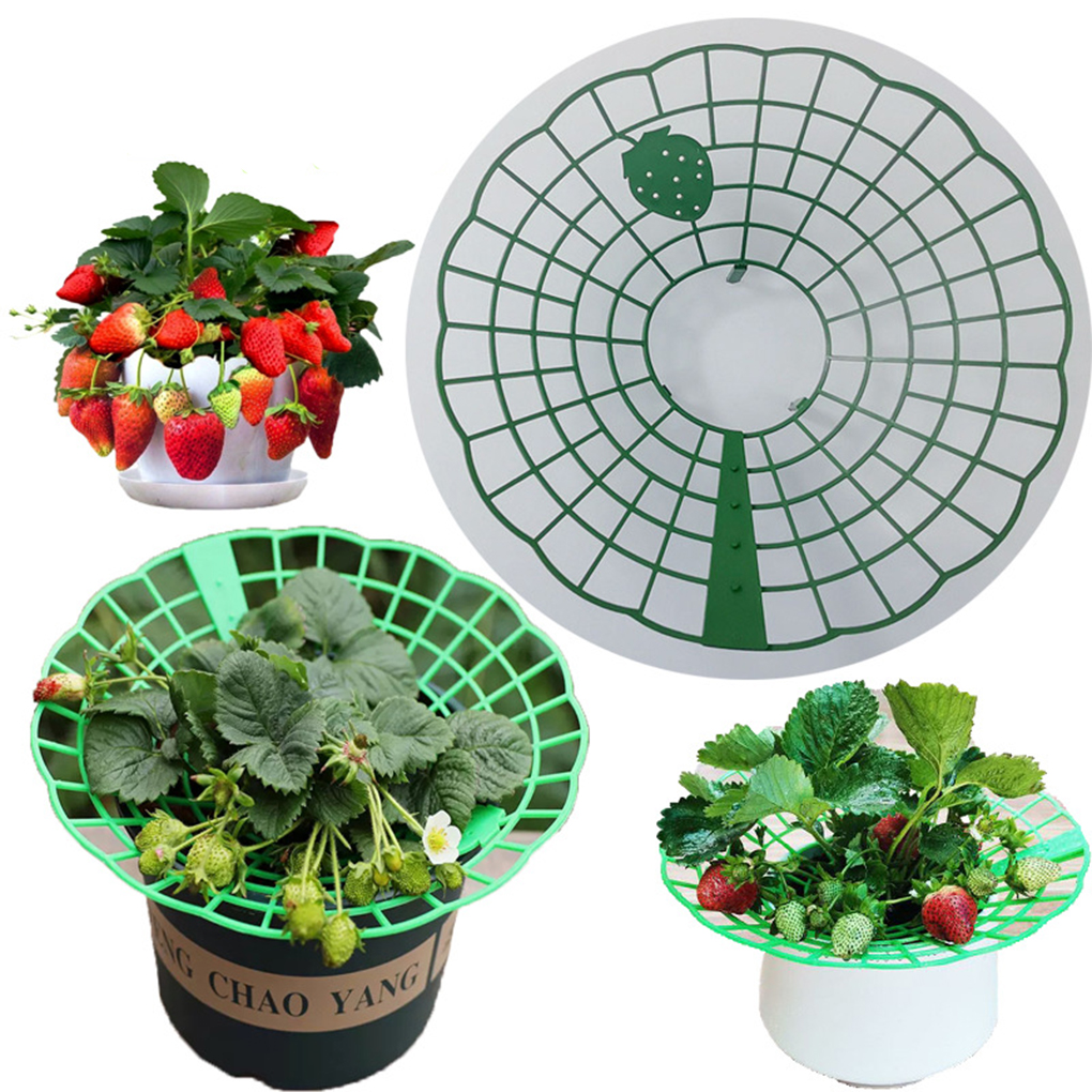 20PCS Strawberry Stand Green C - Vine Climbing Plastic บทวิจารณ์และราคา