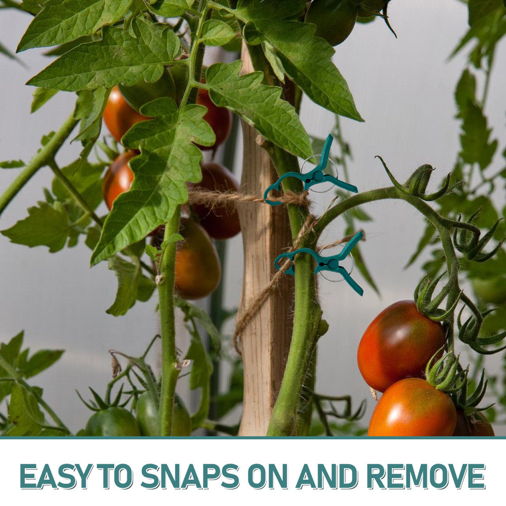 50Pcs Tomato Stem Support Clip - Vine Climbing Plastic บทวิจารณ์และราคา