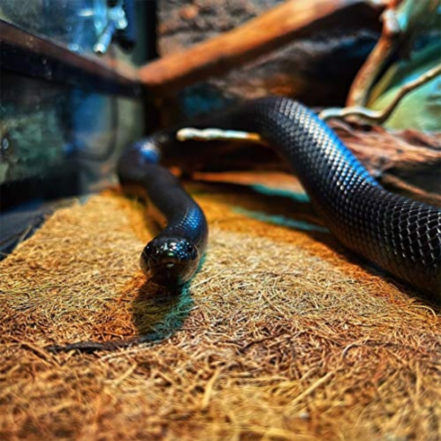 Reptile Carpet Mat 19.7x11.8in - Substrate Coconut Fiber บทวิจารณ์และราคา