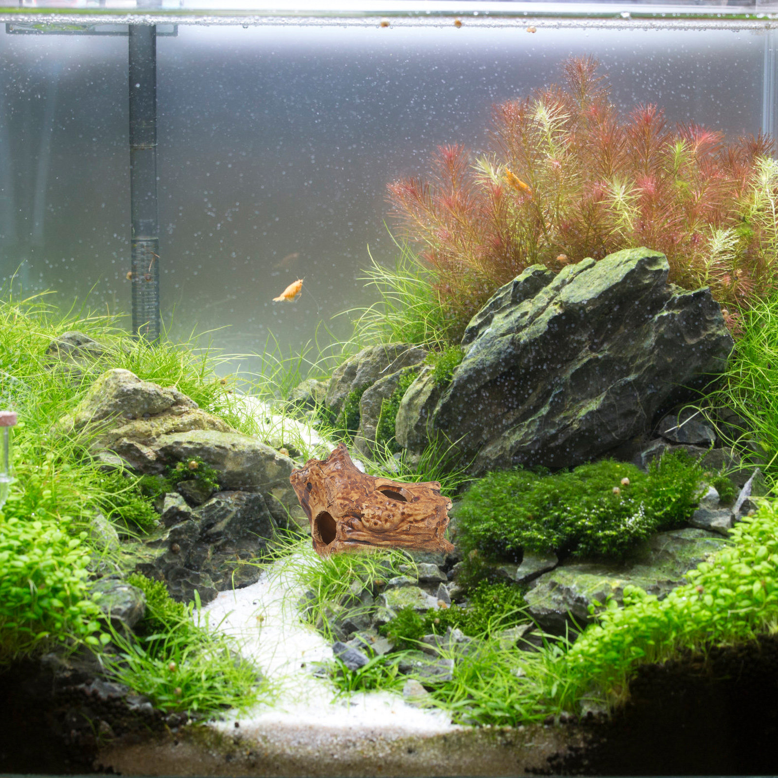 Premium Ceramic Aquarium Hides - Hide Cave Ceramic บทวิจารณ์และราคา