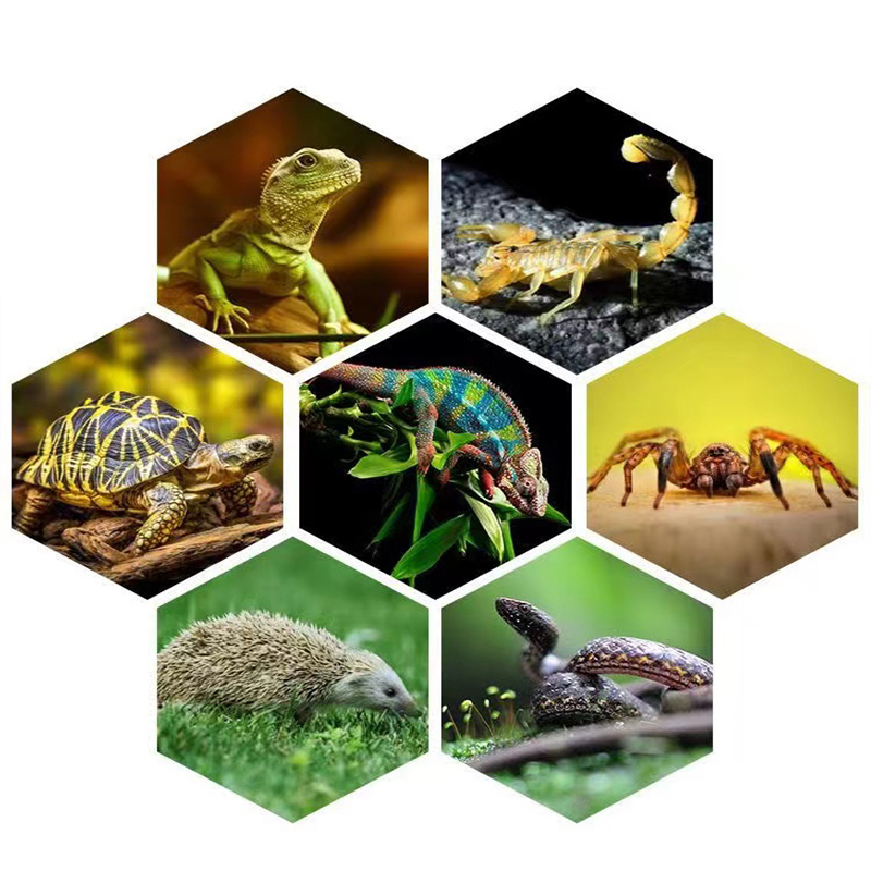 E27 13W/26W Reptile Uvb Lamp   - Calcium Powder Reptile บทวิจารณ์และราคา