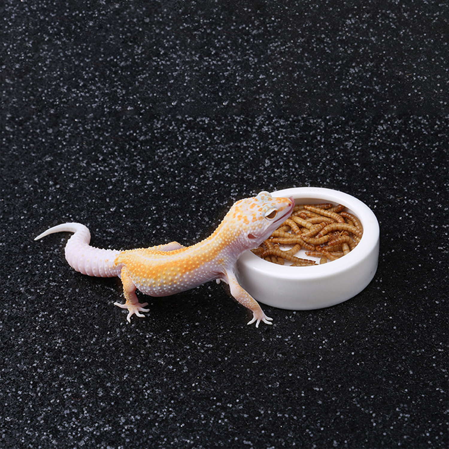 Reptile Food Bowl Feeding and  - Water Dish Reptile บทวิจารณ์และราคา