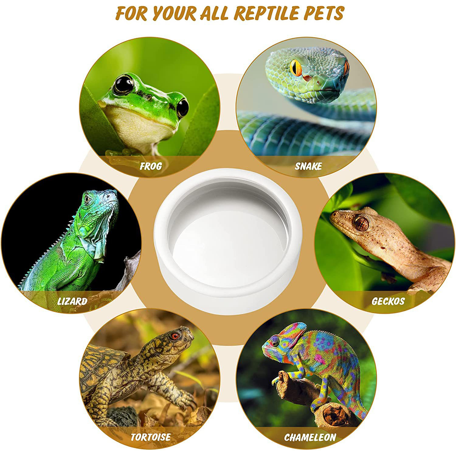 Reptile Food Bowl Feeding and  - Water Dish Reptile บทวิจารณ์และราคา