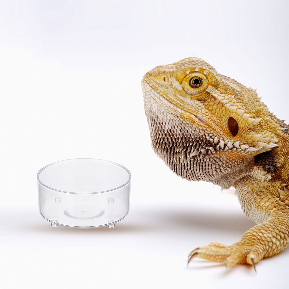 10Pcs Acrylic Reptile Food Dis - Water Dish Reptile บทวิจารณ์และราคา