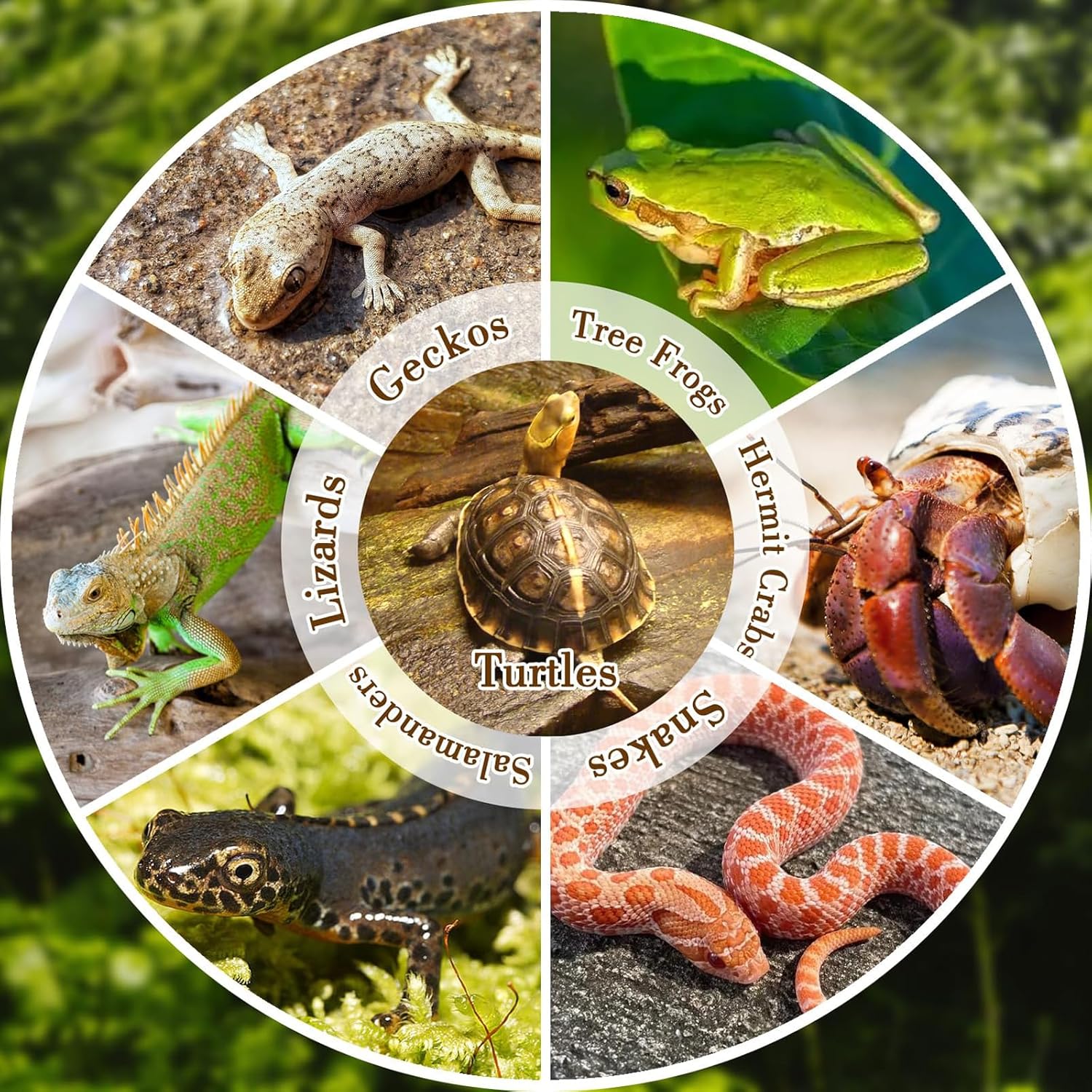 Reptile Bathing Pool with Ramp - Water Dish Reptile บทวิจารณ์และราคา