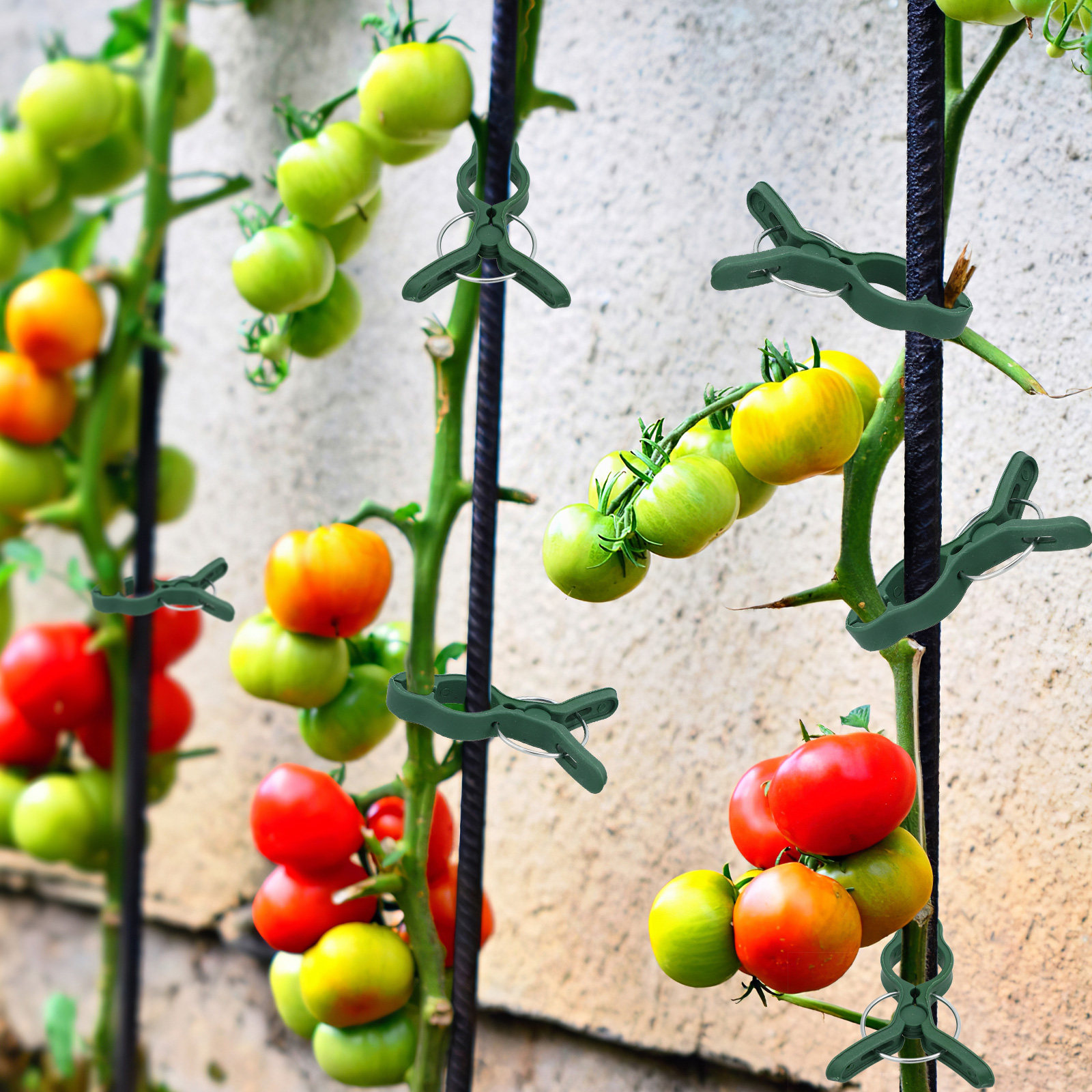 50Pcs Plastic Garden Plant Cli - Vine Climbing Plastic บทวิจารณ์และราคา