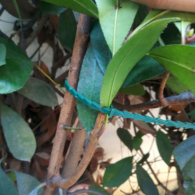 13cm Adjustable Plastic Plant  - Vine Climbing Plastic บทวิจารณ์และราคา