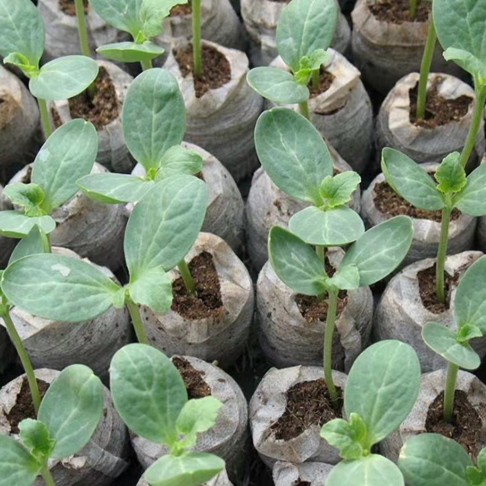 10/20/50pcs Plant Growth Bags  - Substrate Coconut Fiber บทวิจารณ์และราคา